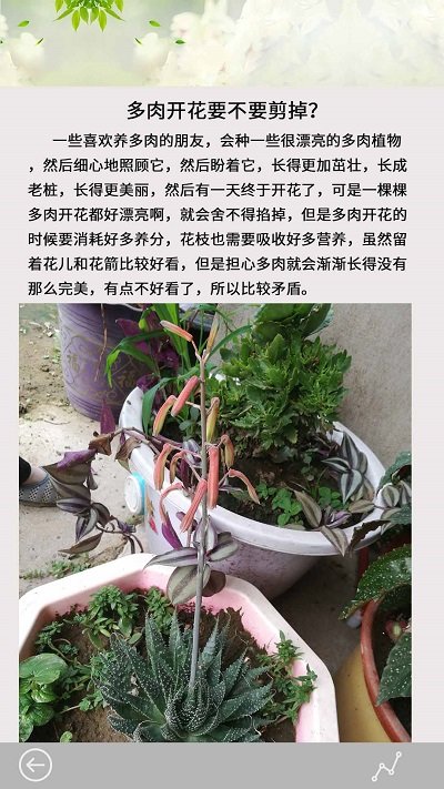 花草多肉日记正版下载安装