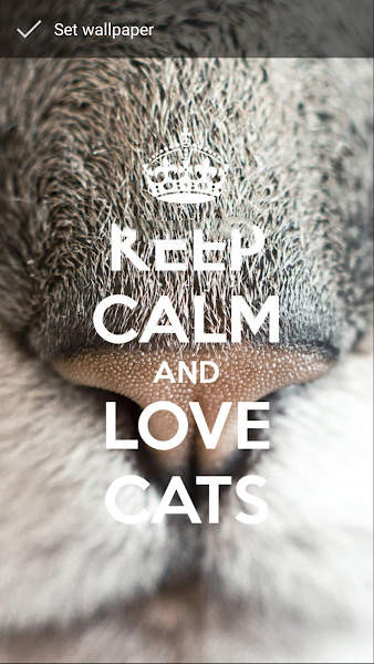 Keep Calm Love Cats Wallpapers正版下载安装